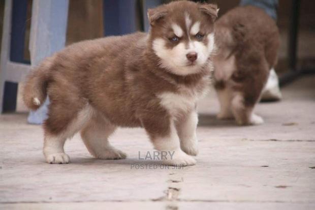 1-3 Months Female Purebred Siberian Husky