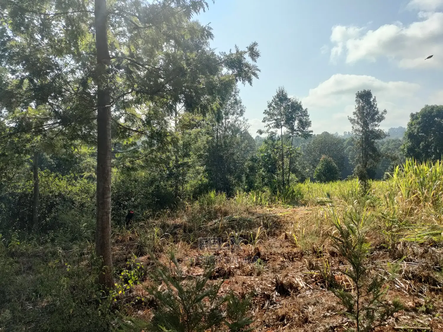 1 1/4acre Karatina/ Ngorano