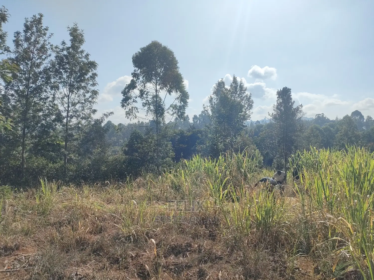 1 1/4acre Karatina/ Ngorano