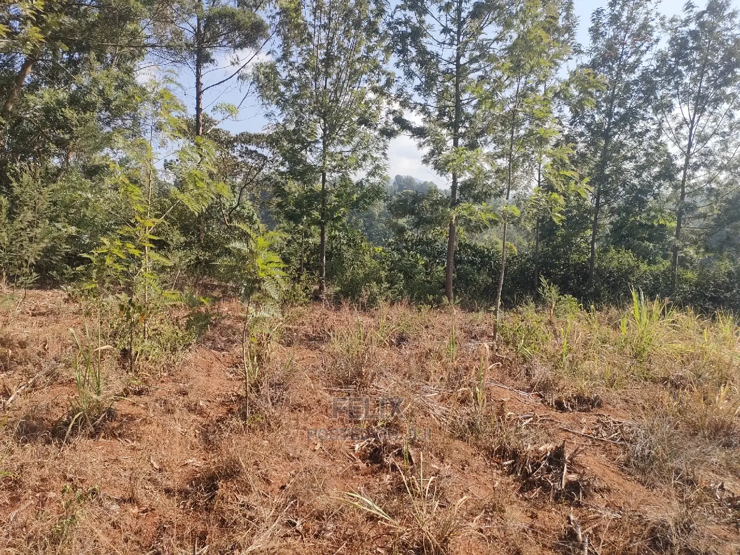 1 1/4acre Karatina/ Ngorano