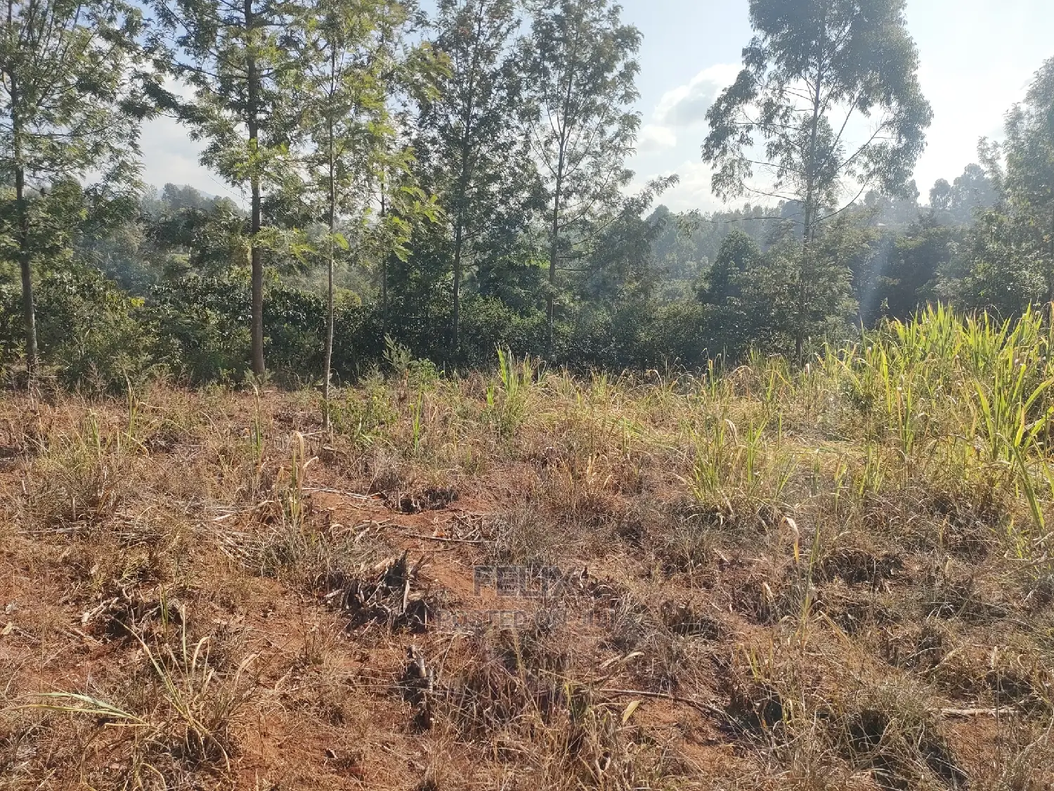 1 1/4acre Karatina/ Ngorano