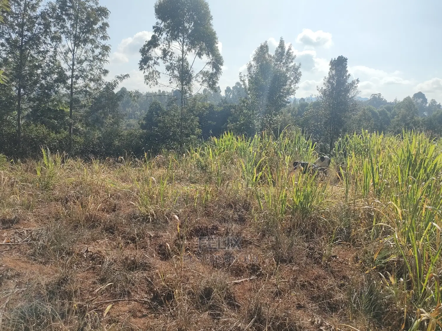 1 1/4acre Karatina/ Ngorano
