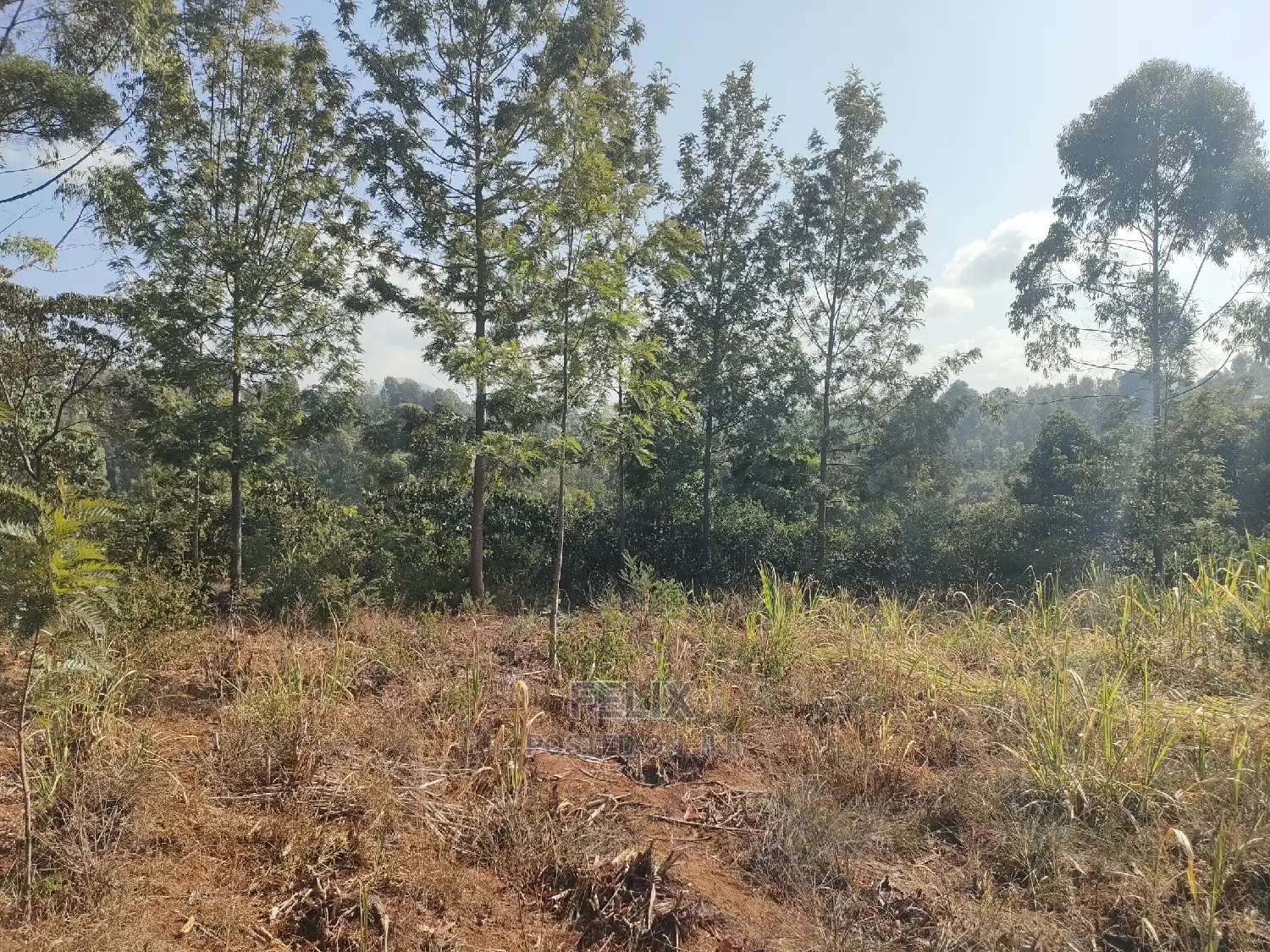 1 1/4acre Karatina/ Ngorano