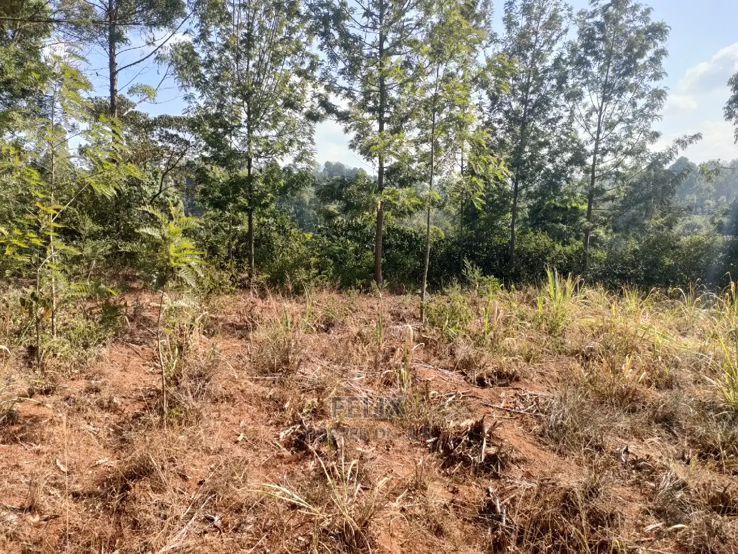1 1/4acre Karatina/ Ngorano