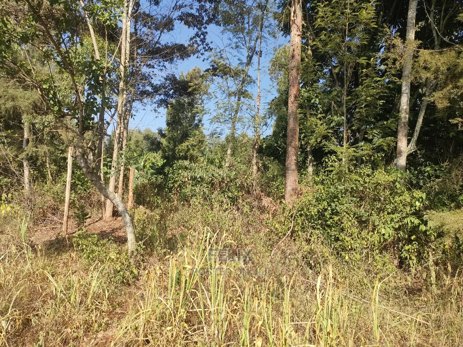1 1/4acre Karatina/ Ngorano