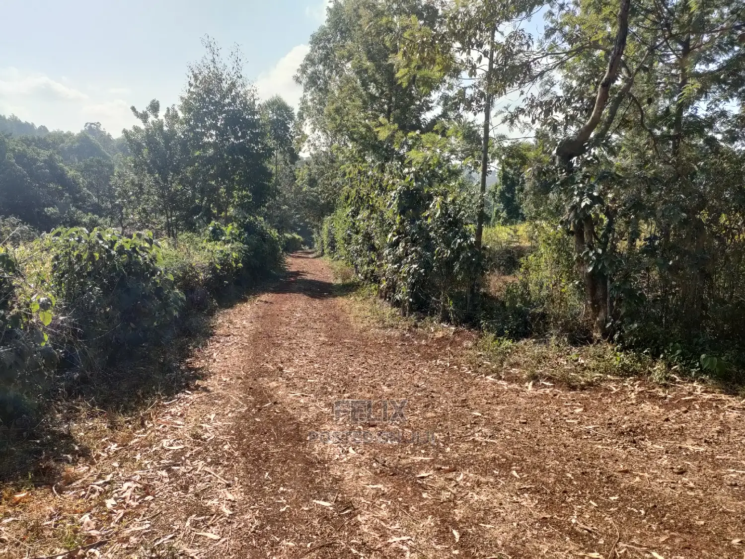 1 1/4acre Karatina/ Ngorano