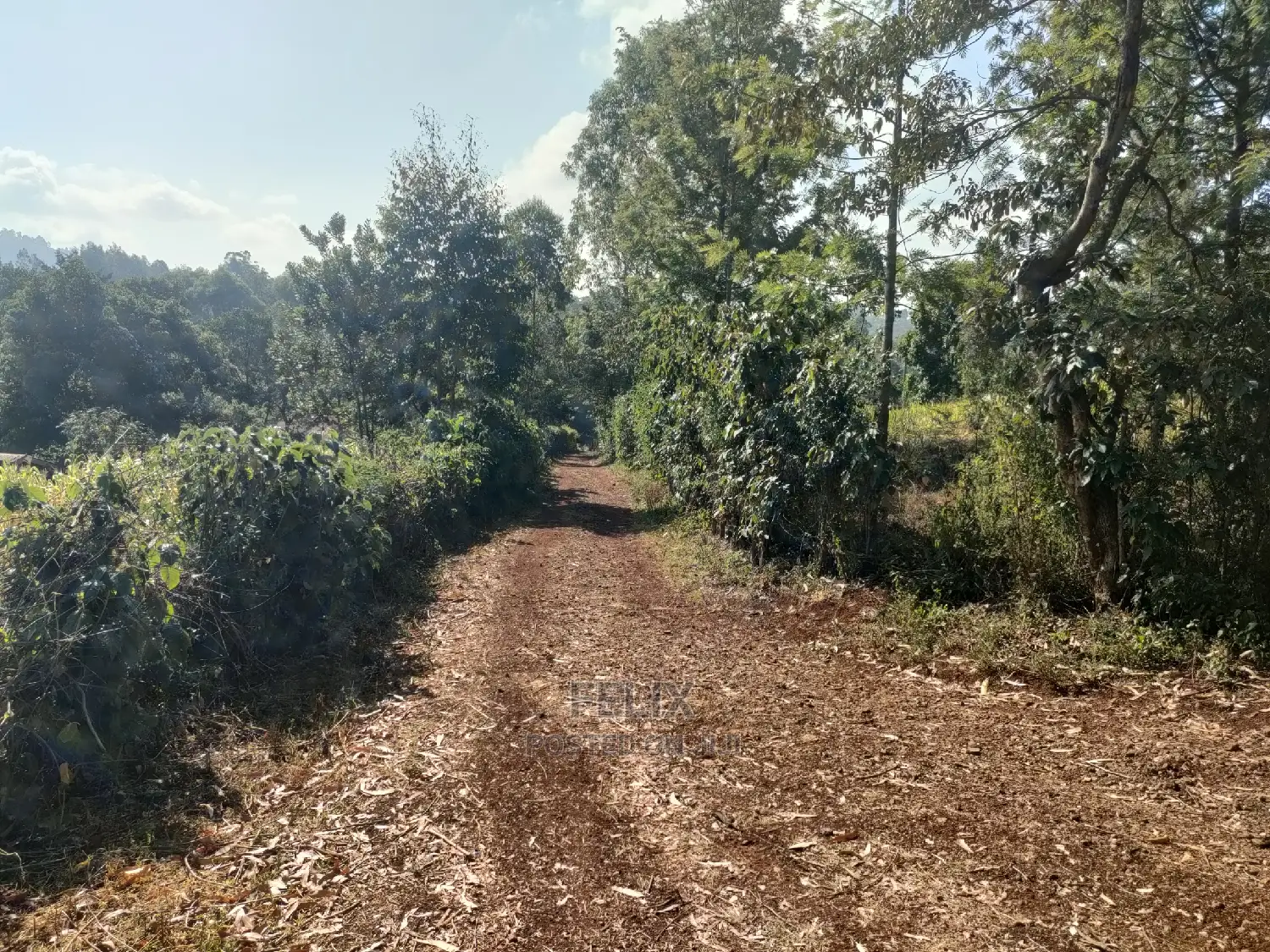 1 1/4acre Karatina/ Ngorano