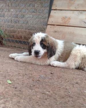 1-3 Months Female Purebred Saint Bernard - thumbnail 2