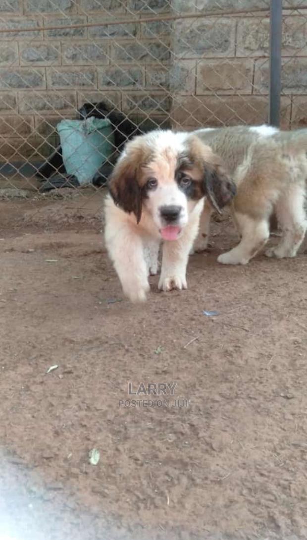 1-3 Months Female Purebred Saint Bernard - thumbnail 3