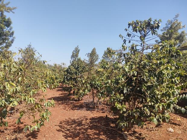 Karatina Wariruta / Wakamata - thumbnail 7