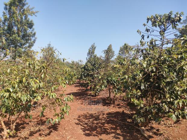 Karatina Wariruta / Wakamata - thumbnail 8