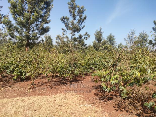 Karatina Wariruta / Wakamata - thumbnail 9