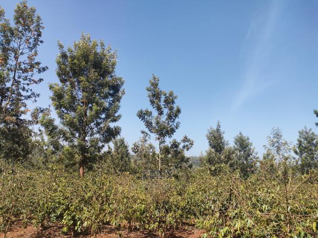 Karatina Wariruta / Wakamata - thumbnail 10