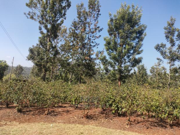 Karatina Wariruta / Wakamata - thumbnail 11