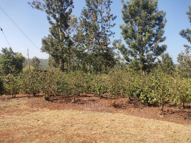 Karatina Wariruta / Wakamata - thumbnail 12