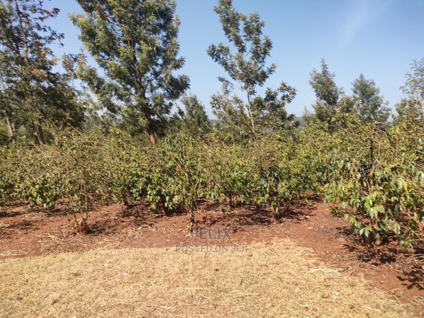 Karatina Wariruta / Wakamata - thumbnail 13