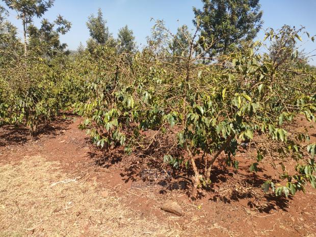 Karatina Wariruta / Wakamata - thumbnail 14