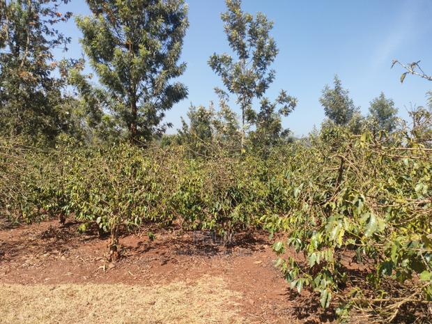 Karatina Wariruta / Wakamata - thumbnail 15