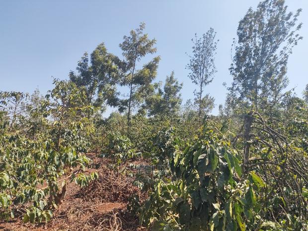 Karatina Wariruta / Wakamata - thumbnail 18