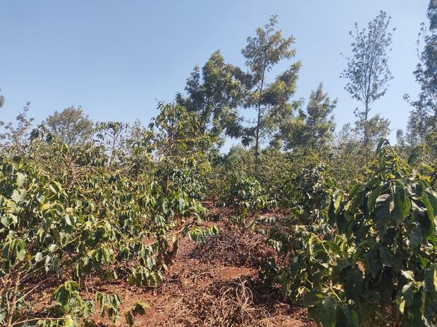 Karatina Wariruta / Wakamata - thumbnail 19