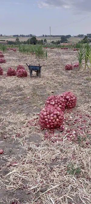 Bulb Onions
