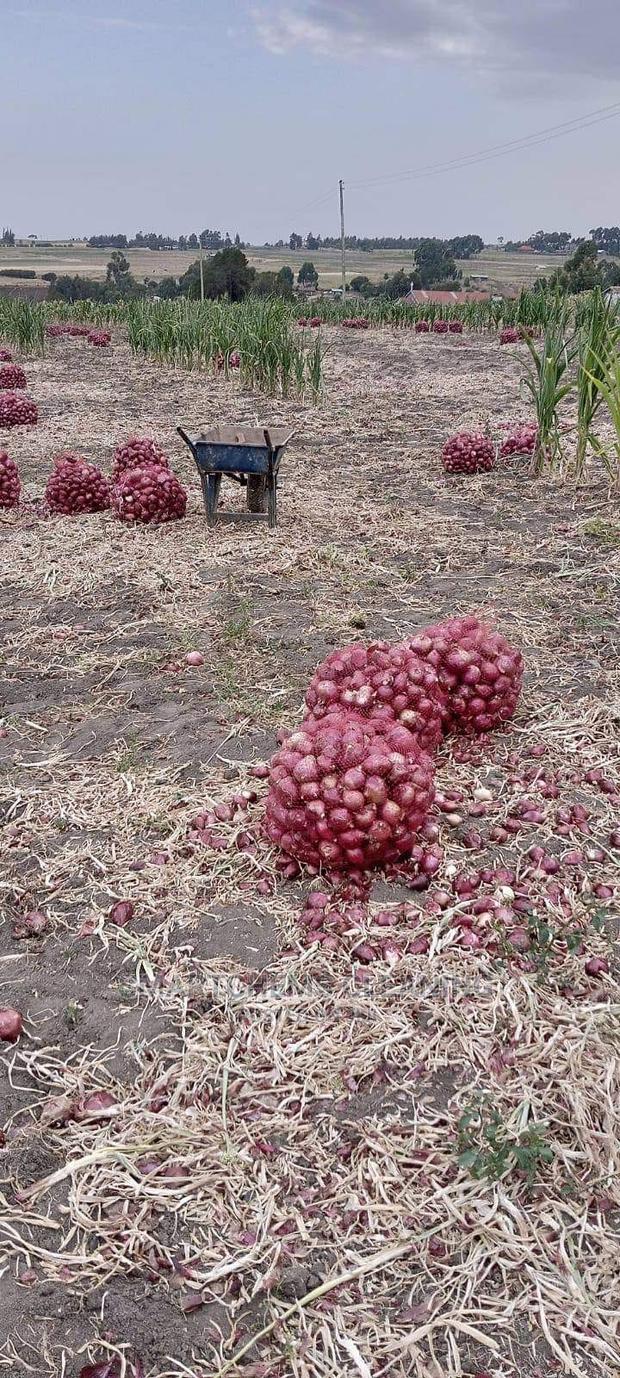 Bulb Onions - main view