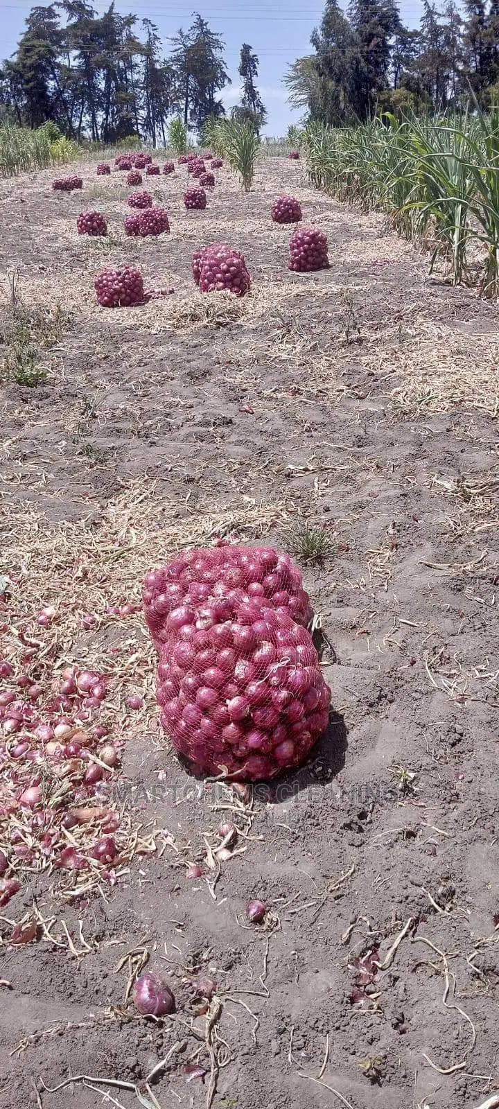 Bulb Onions