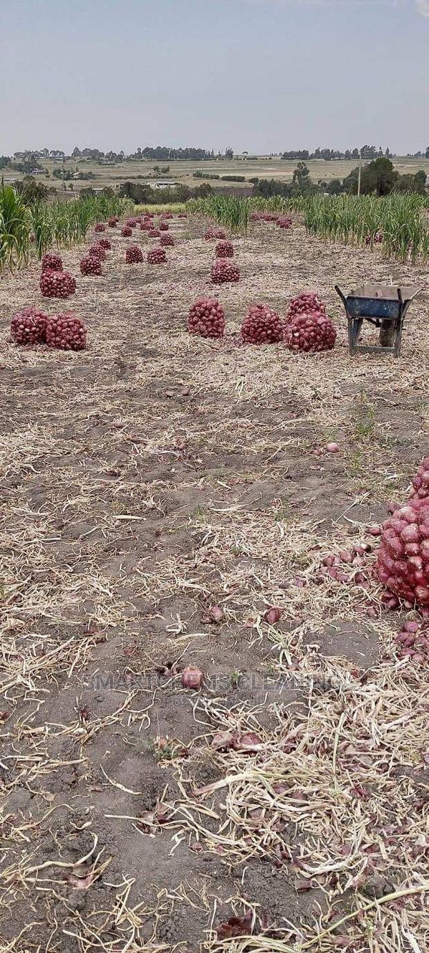 Bulb Onions - thumbnail 4