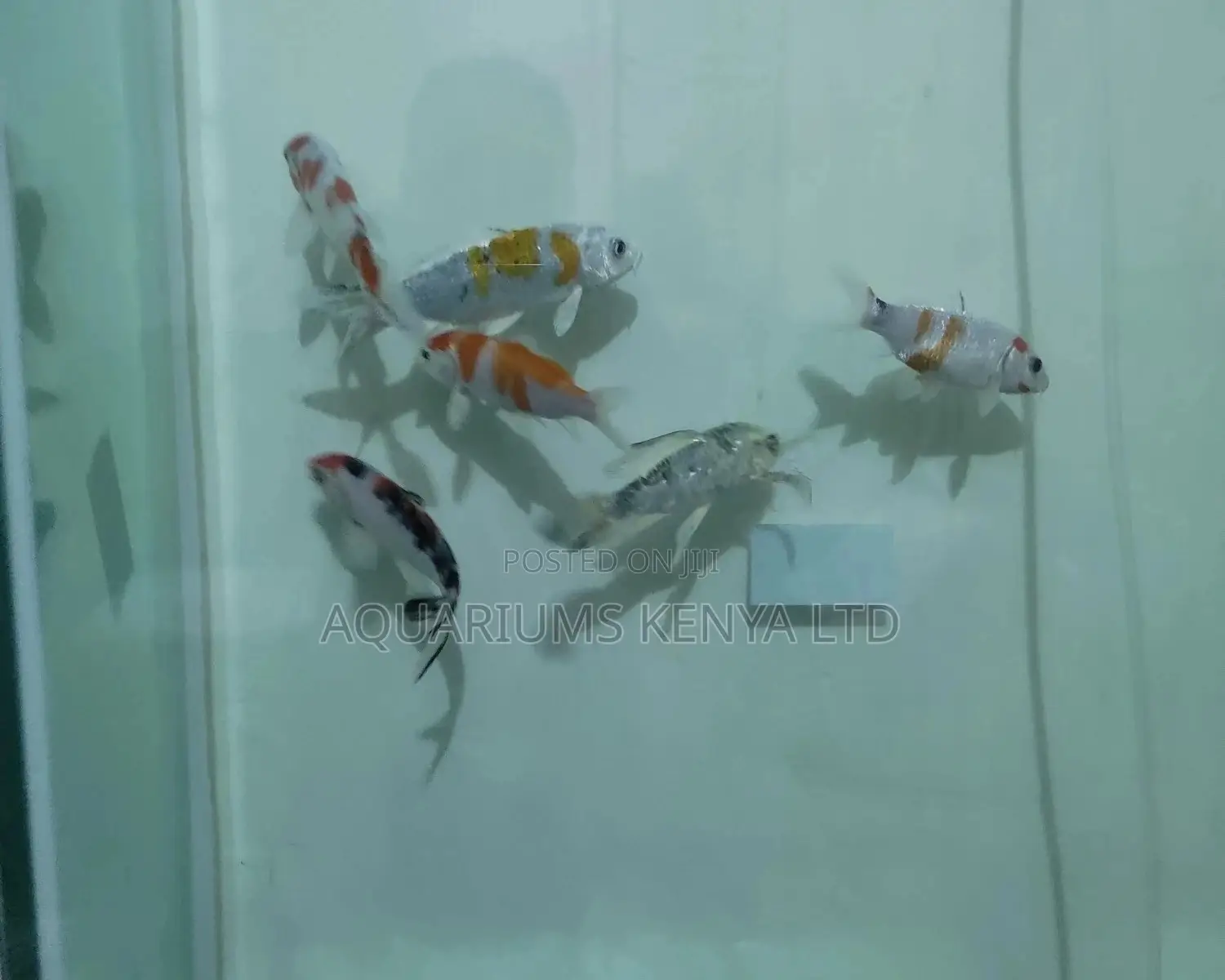 Hand Size Koi Fish , Aquarium Fish, Pond Fish