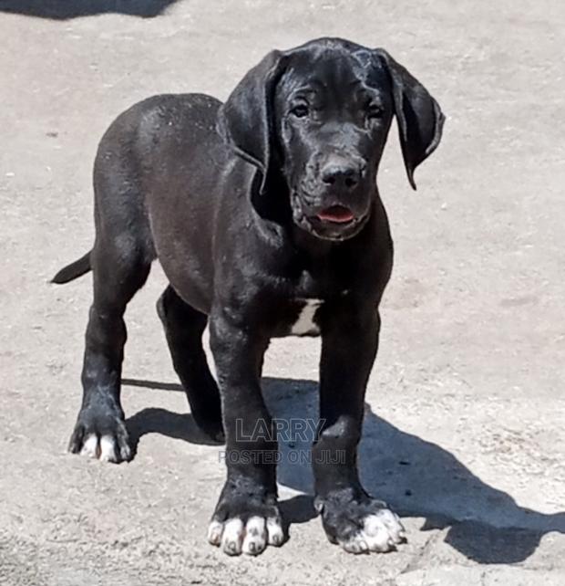 1-3 Months Male Purebred Great Dane
