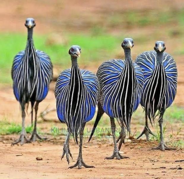 Vulturine Guinea Fowl Pair
