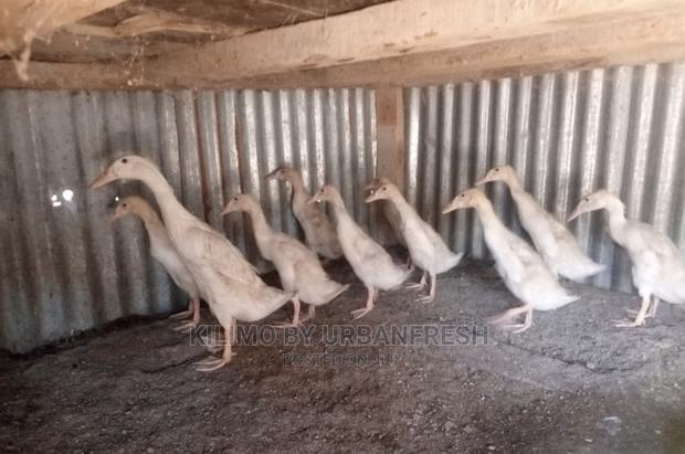 Indian Runner Ducklings Pair - main view