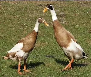 Indian Runner Ducklings Pair