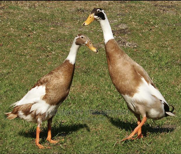 Indian Runner Ducklings Pair - thumbnail 3