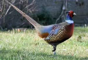 Pheasant Birds