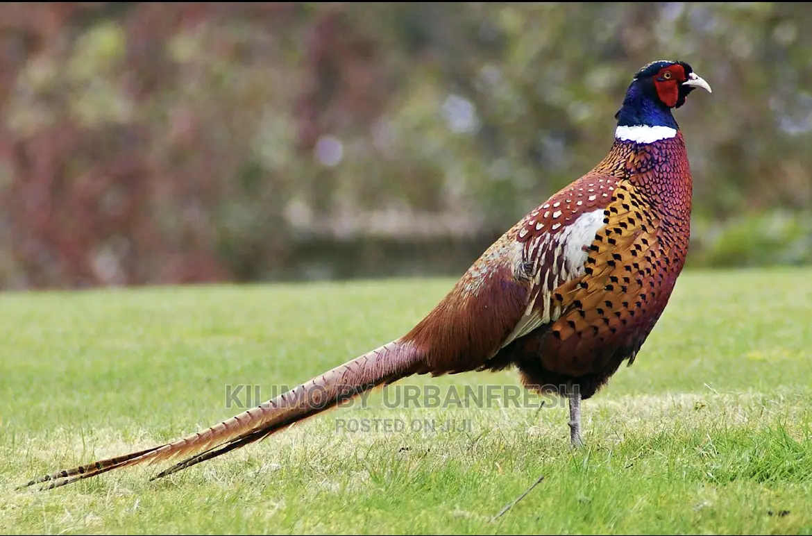 Pheasant Birds