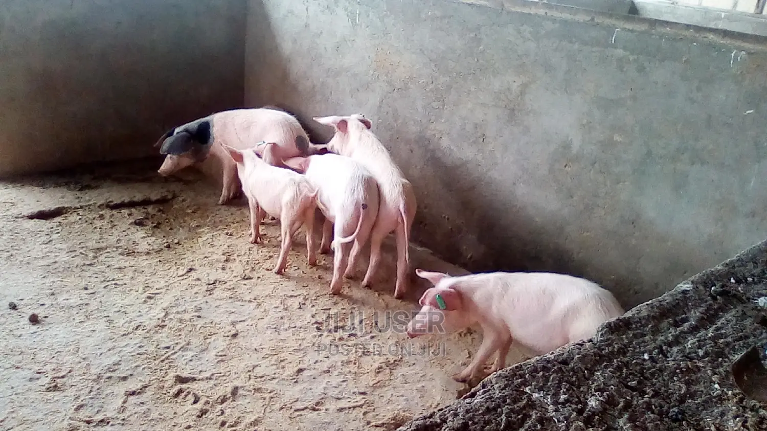 Farm for Sale