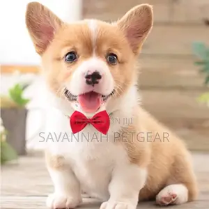 Lux Bow Tie for Cats Dogs