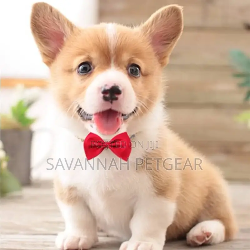 Lux Bow Tie for Cats Dogs