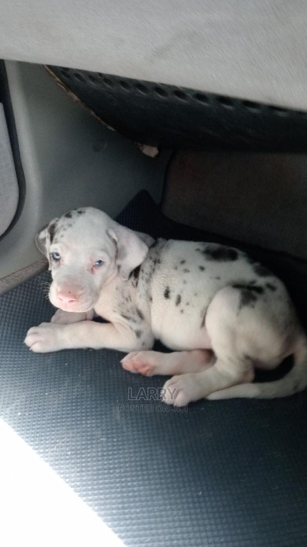 1-3 Months Female Purebred Great Dane - main view