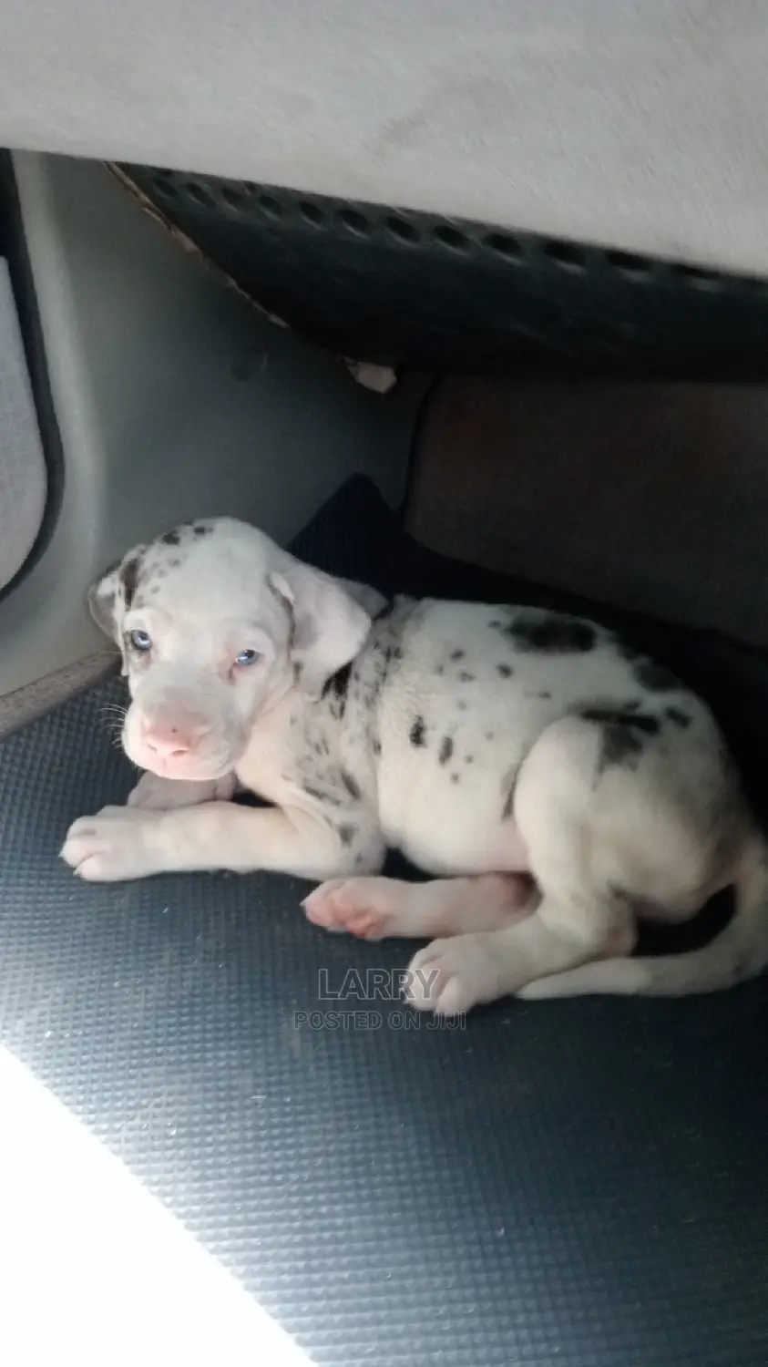 1-3 Months Female Purebred Great Dane