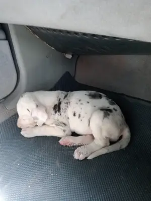 1-3 Months Female Purebred Great Dane