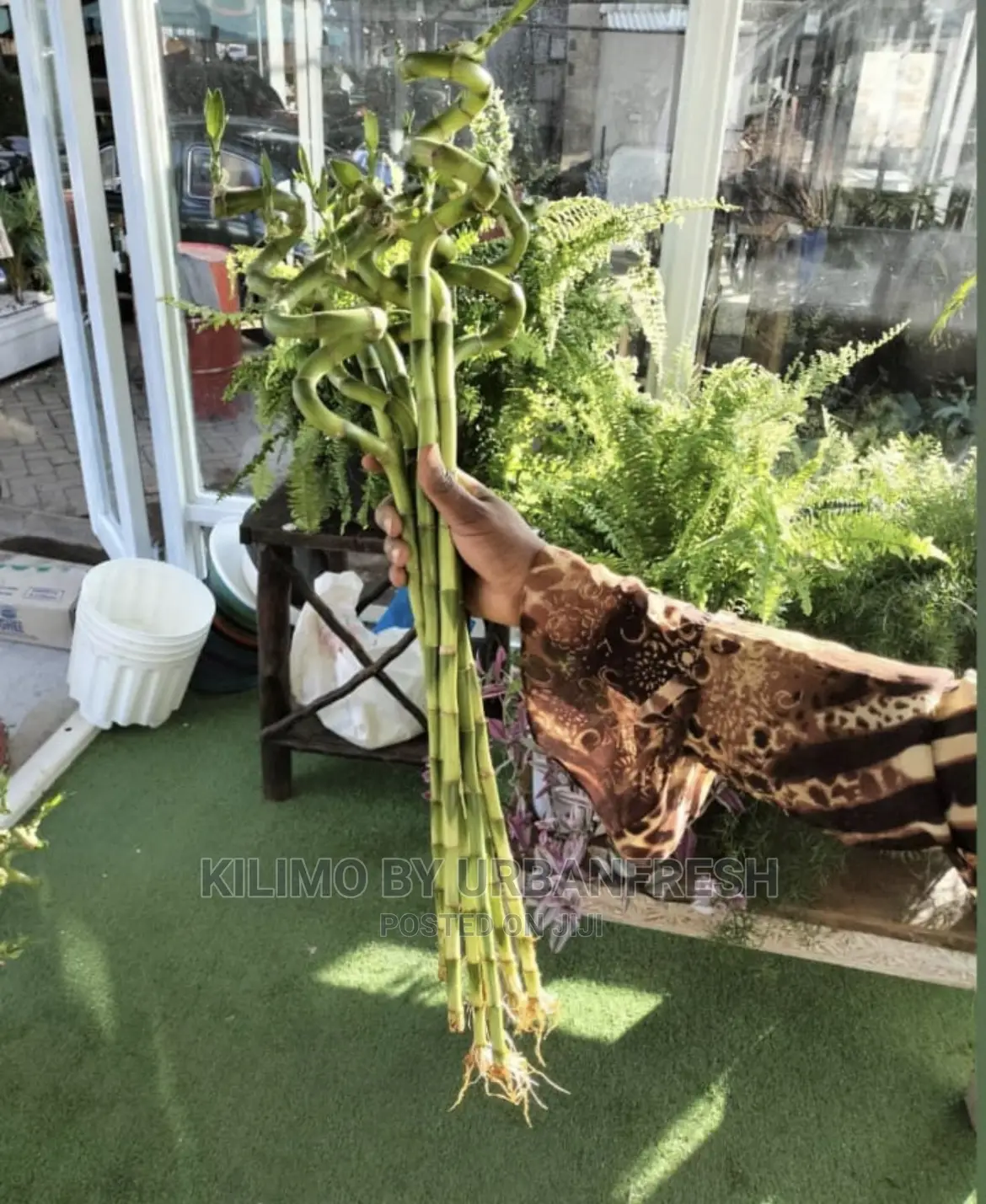 Lucky Bamboo Straight Curvy Tall