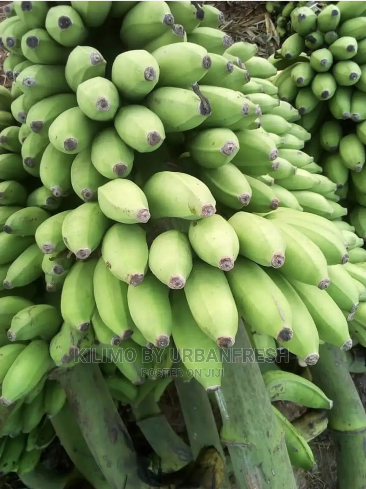 Congo 11 Plantin Suckers MOQ 20
