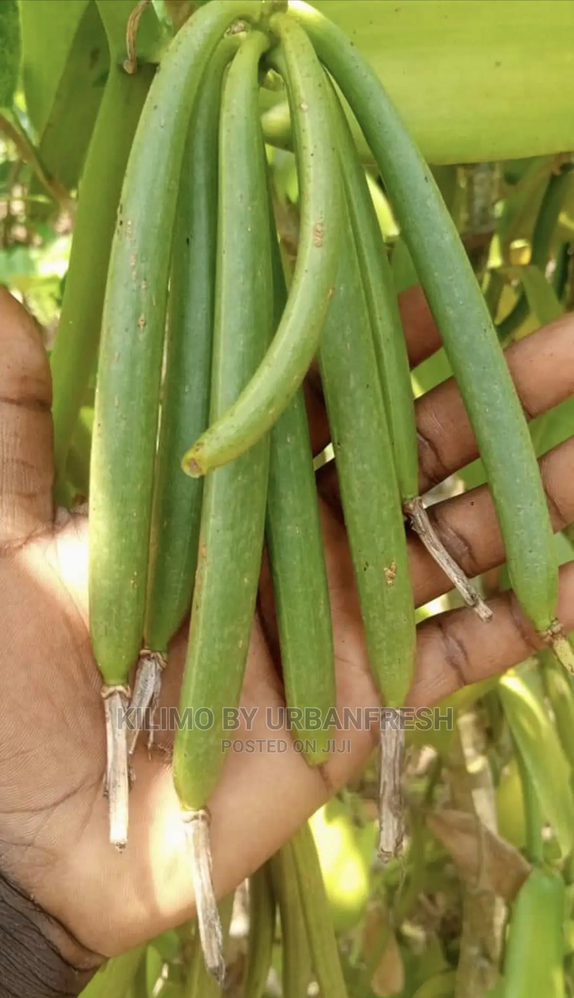Vanilla Seedlings . Moq 5