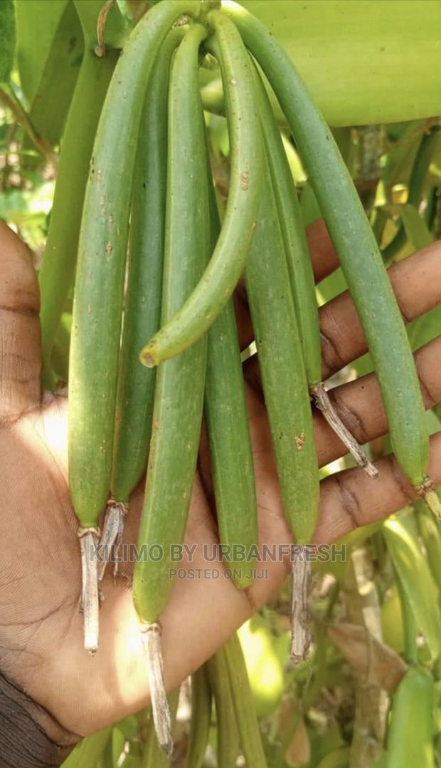 Vanilla Seedlings . Moq 5 - thumbnail 4