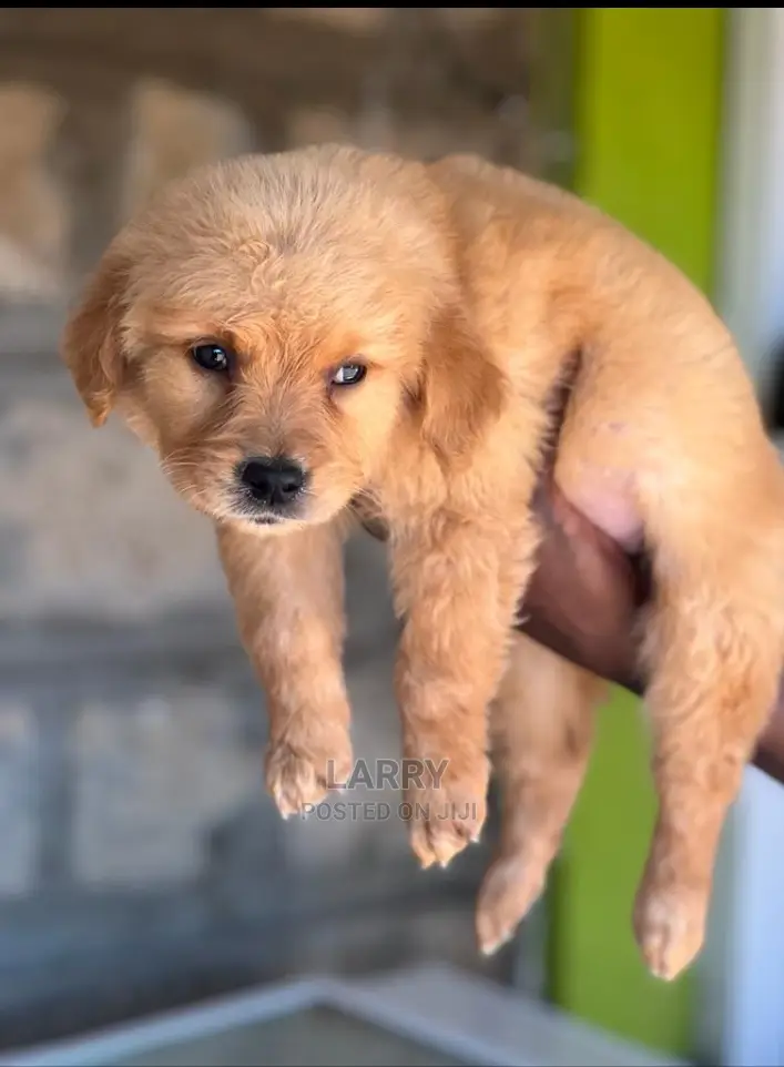1-3 Months Female Purebred Golden Retriever