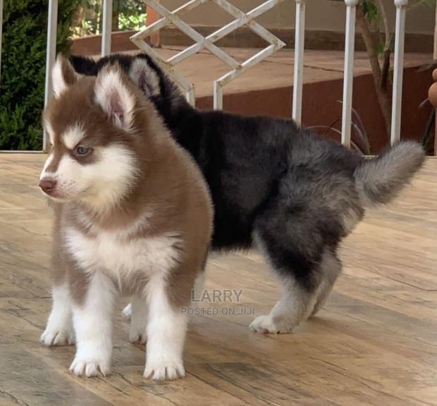 1-3 Months Female Purebred Siberian Husky