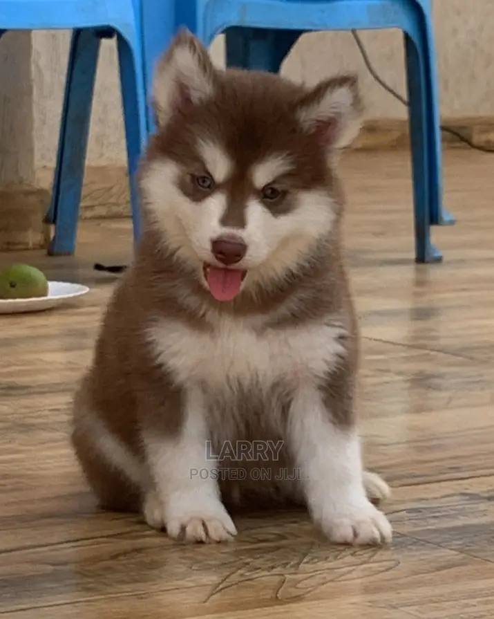 1-3 Months Female Purebred Siberian Husky