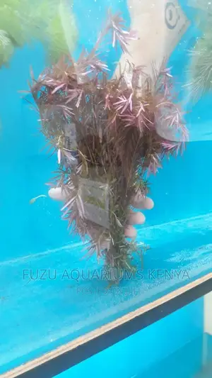 Colourful Liveplants